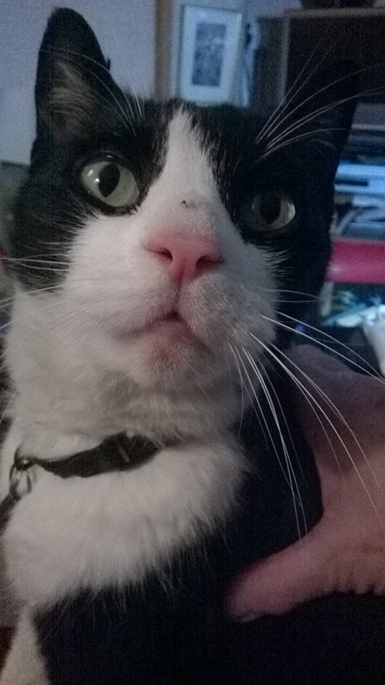 12799247_673073696165845_6684362272588328293_n