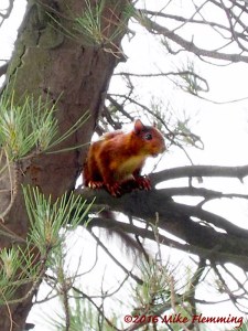 redsquirrelformby2016-2