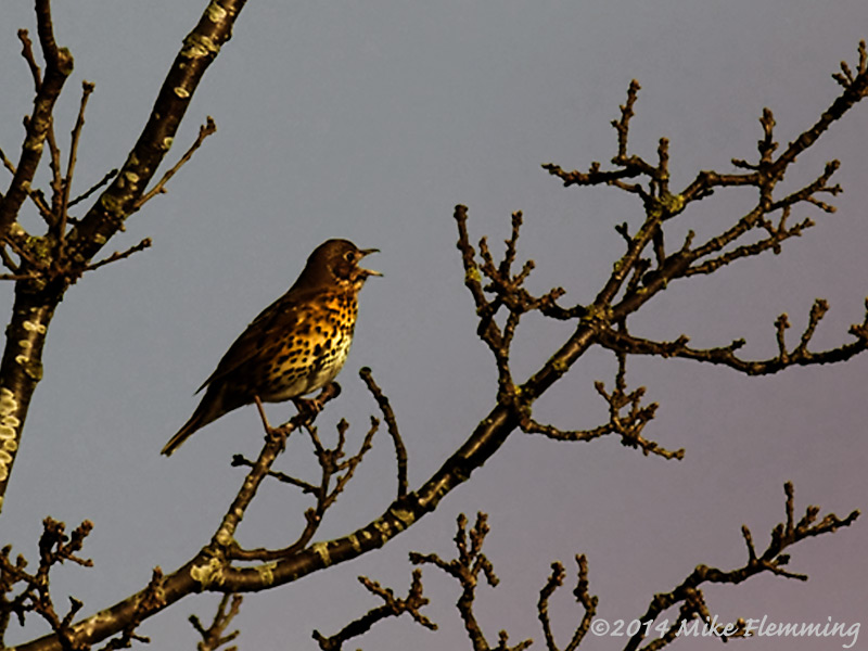 songthrush_otmoor2014