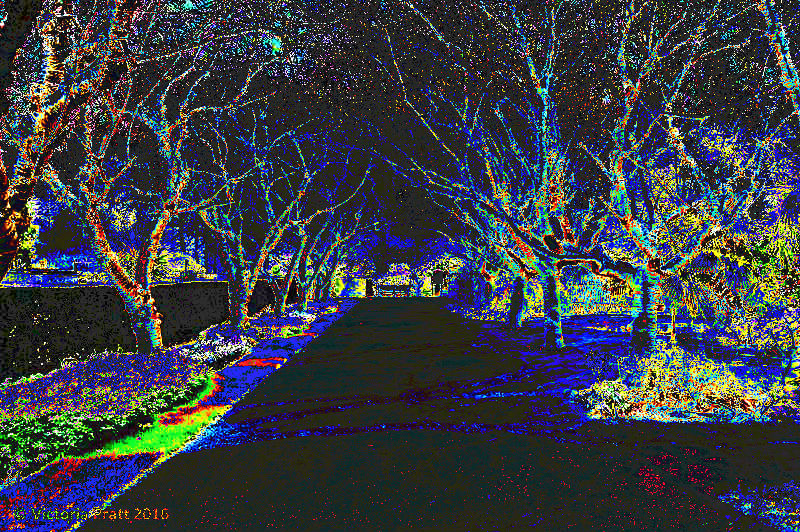 1 trees2461812080232073202_n