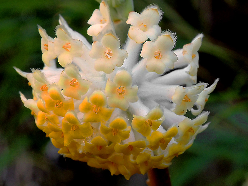 Edgeworthia-chrysantha (2)