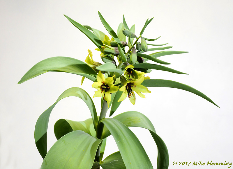 Fritillaria-sewerzowii-Green
