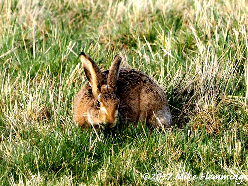 Hare_Otmoor2017