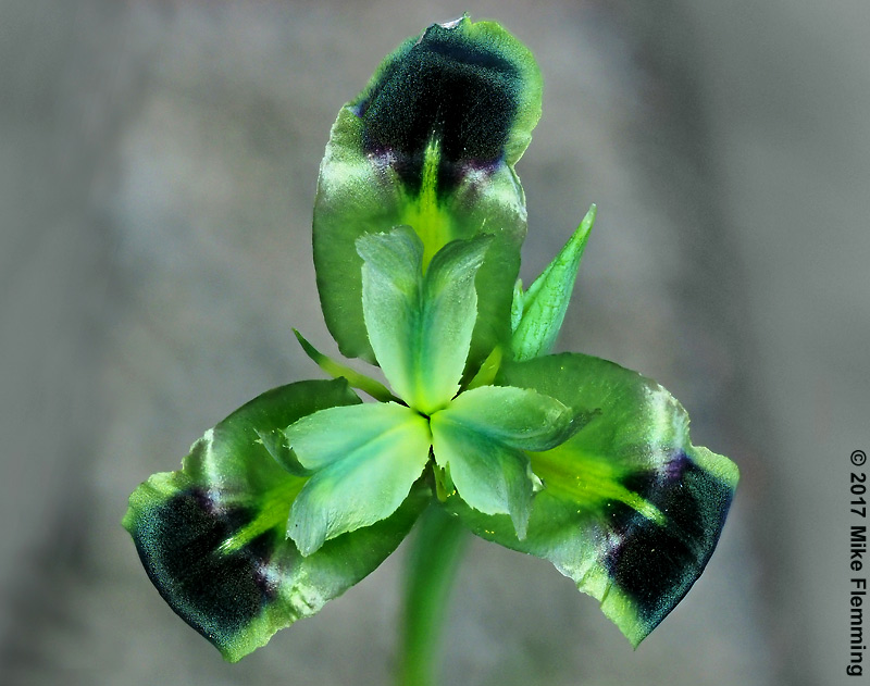 Hermodactylus-tuberosus-MS7