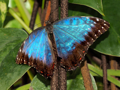 wisley_commonmorpho