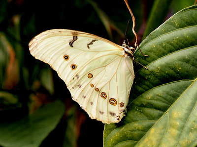 wisley_whitemorpho