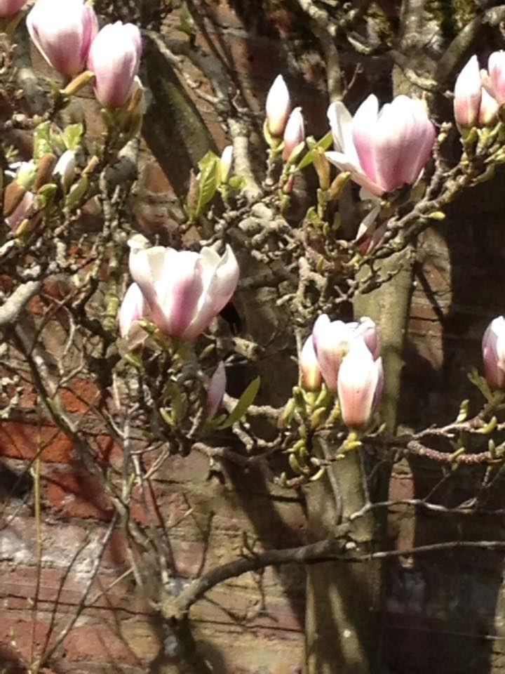 17799108_10210803715382386_4942754598218435882_n