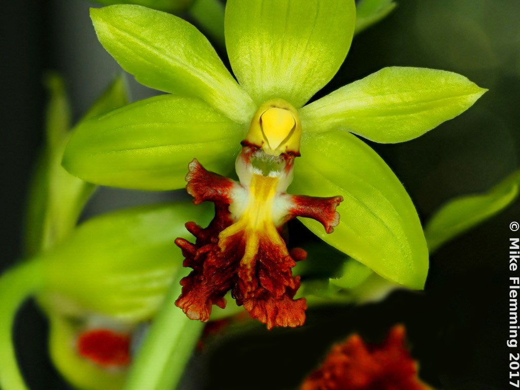 Calanthe-tricarinata2017