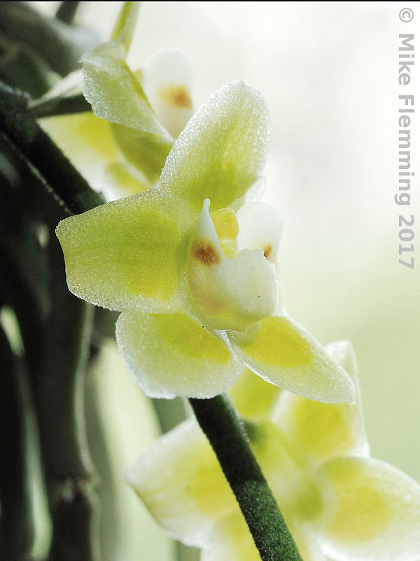 Chiloschista-parishii_17-1