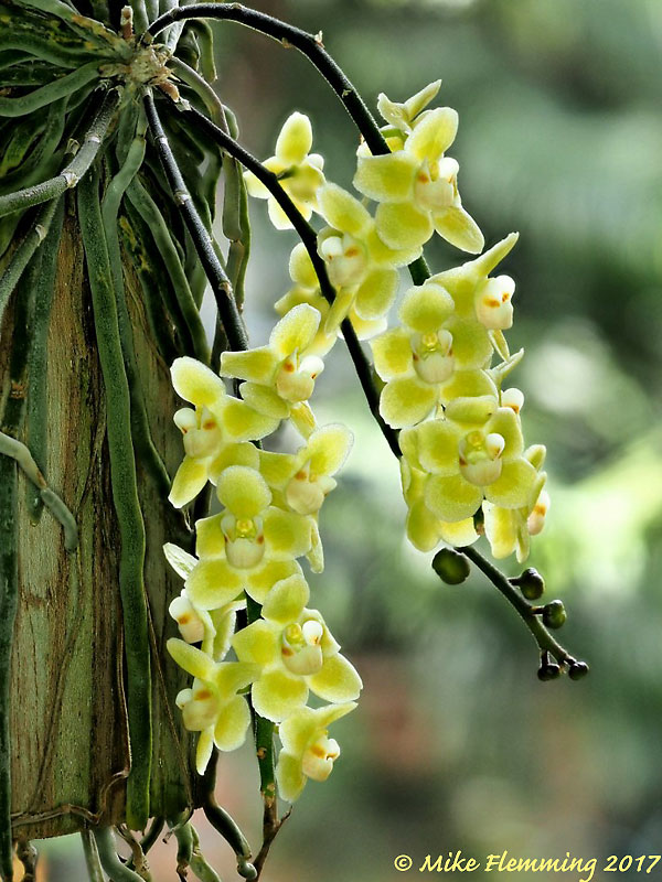 Chiloschista-parishii_17-2