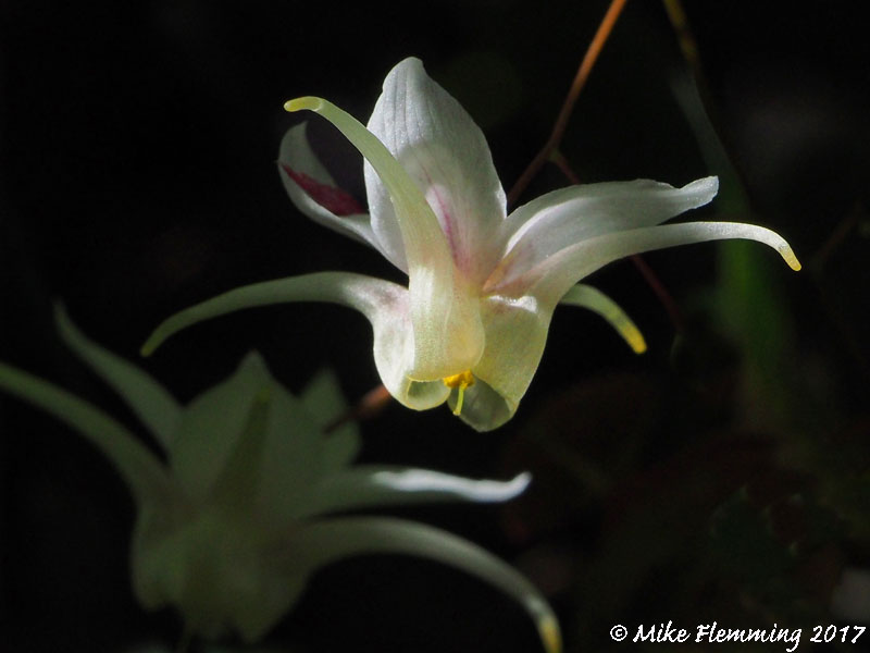 Epimedium-latisepalum2017