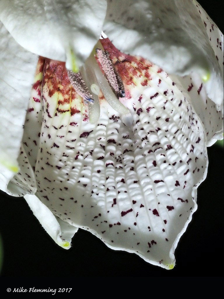 Fritillaria-tortifolia2017-2