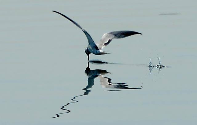 16106018_849379001868646_2003027143428679842_n