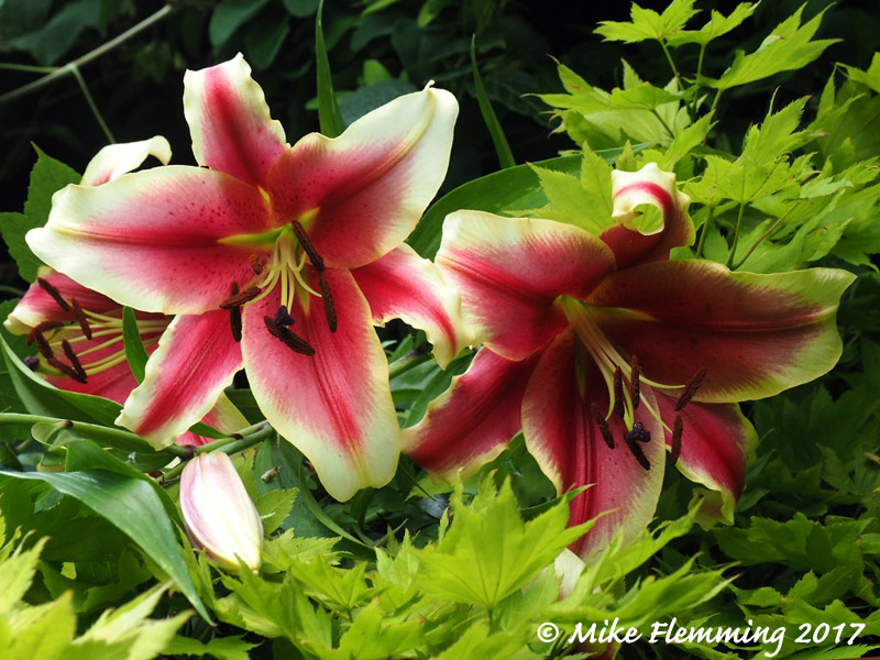 Lilium-African-Lady-2