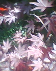 photo0078_001 - Copy