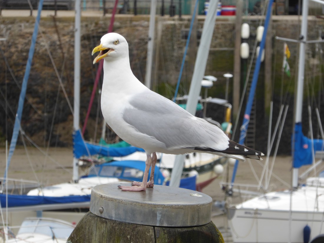 Devon seagull