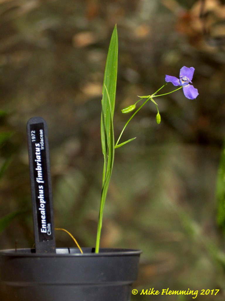 Ennealophus-fimbriatus_2017-2