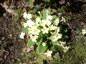 primroses-fairhaven