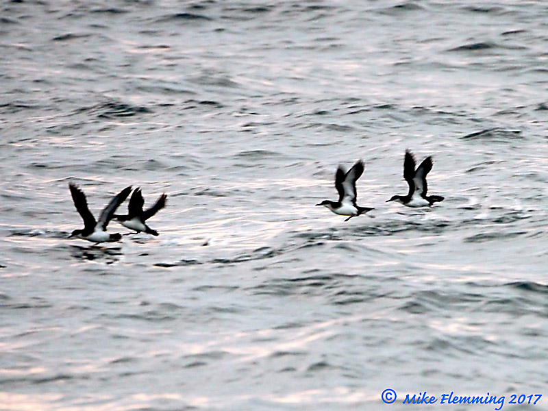 Scillies_ManxShearwaters