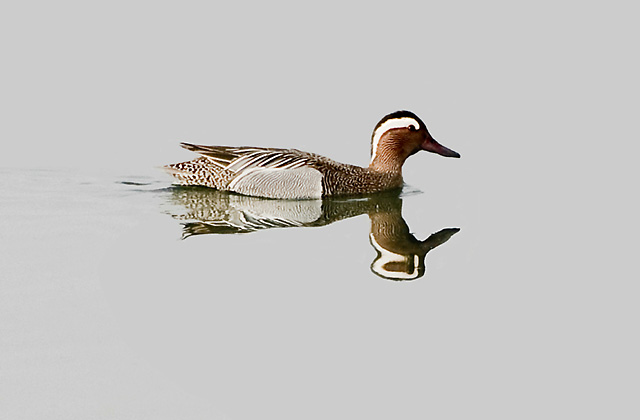 garganey.jpg