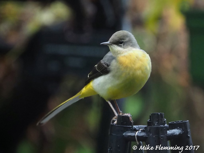 GreyWagtail2017
