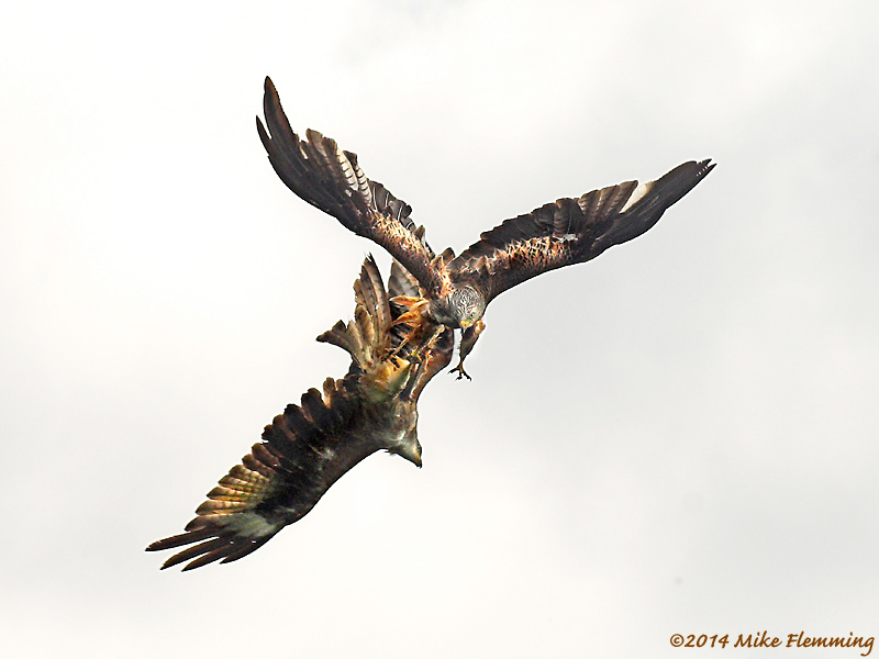 RedKites2014.jpg