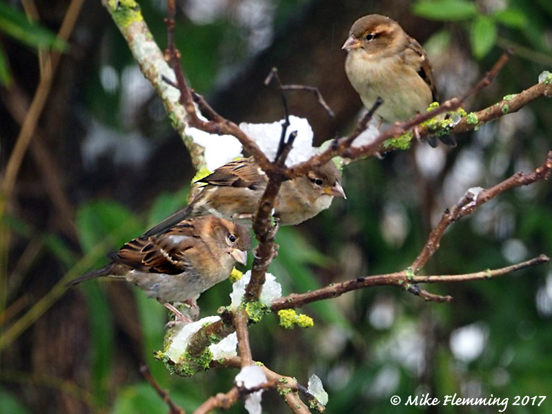 Snow-Sparrows