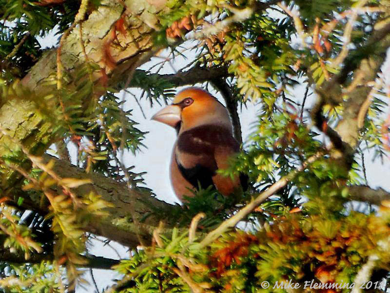 Hawfinch_Northmoor_2018-1