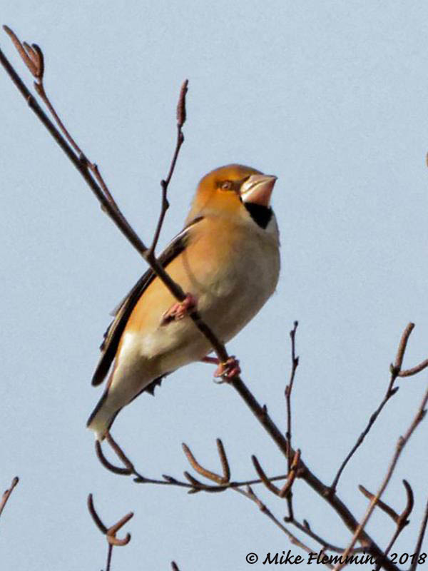 Hawfinch_Northmoor_2018-2.jpg