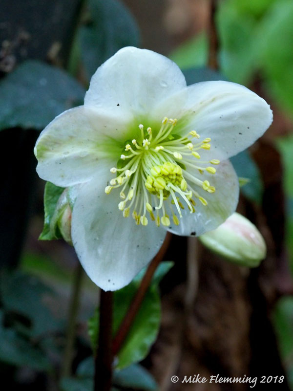 Helleborus_EricSmithii2018.jpg