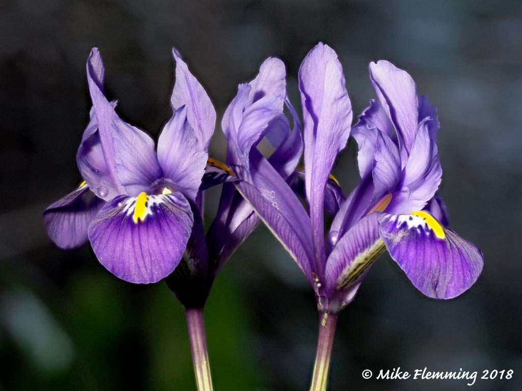 Iris-histrioides_2018-2.jpg