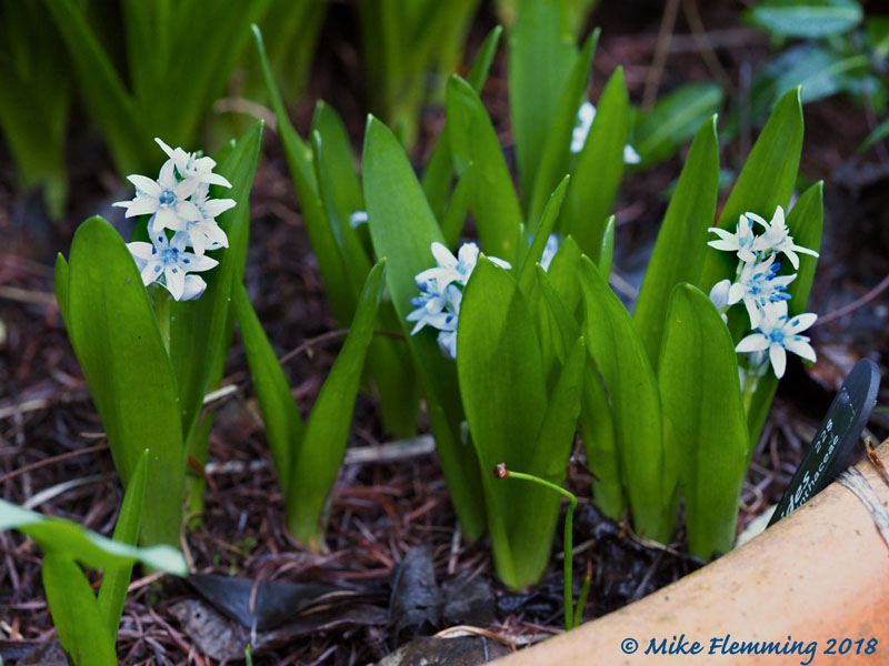 Scilla_aristides2018-1.jpg