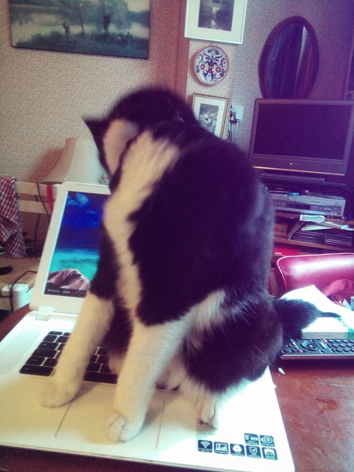 12799008_673073616165853_2658749854279461515_n