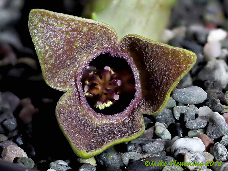 Asarum_megacalyx_2018-1