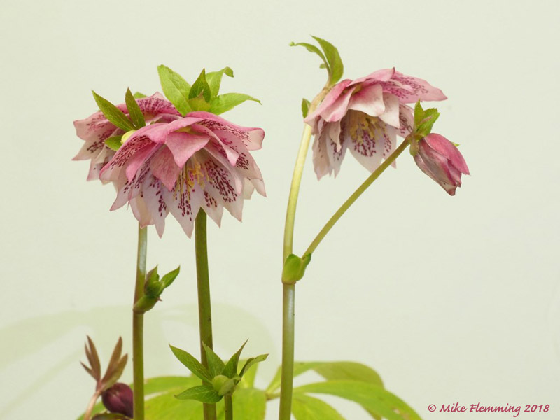 Hellebore_2018-3