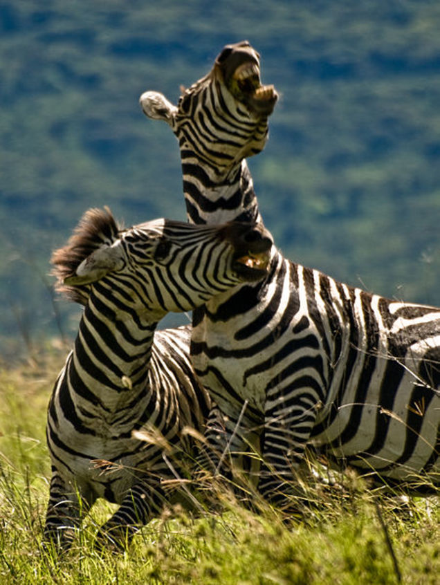 tbmnhnsg1g8ckmfgsemg