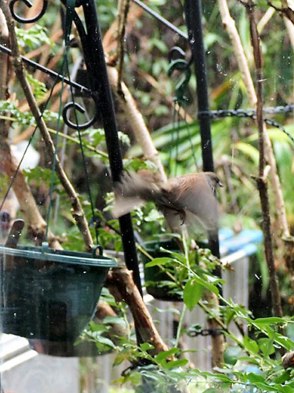Dunnock_2018-8 - Copy