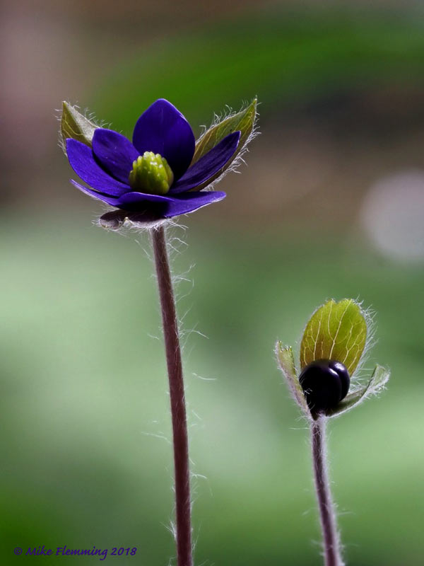 HepaticaMillstreamMerlin_2