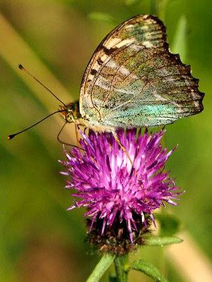 20374404_965058806967331_3955325055579905190_n1