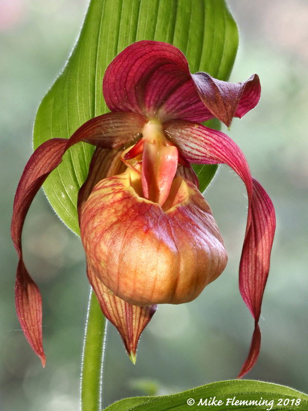 Cypripedium-Tanja-Pinkepank