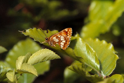 DoB-Bradenham-Jun-90