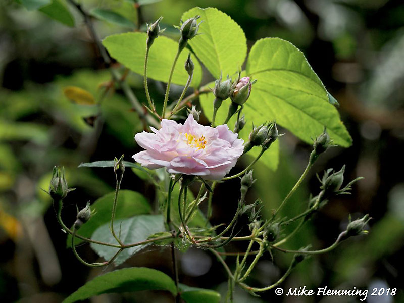 HimalayanMuskRose