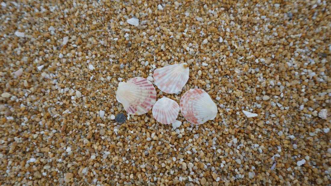 shells on shore