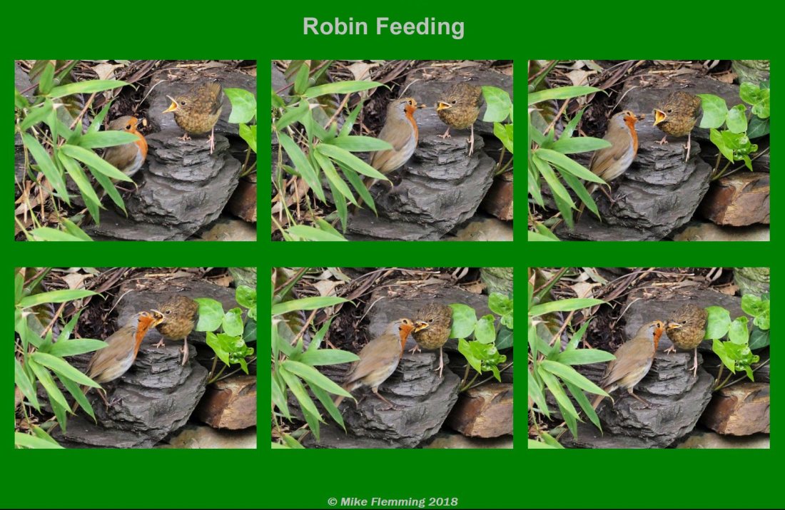 RobinFeeding