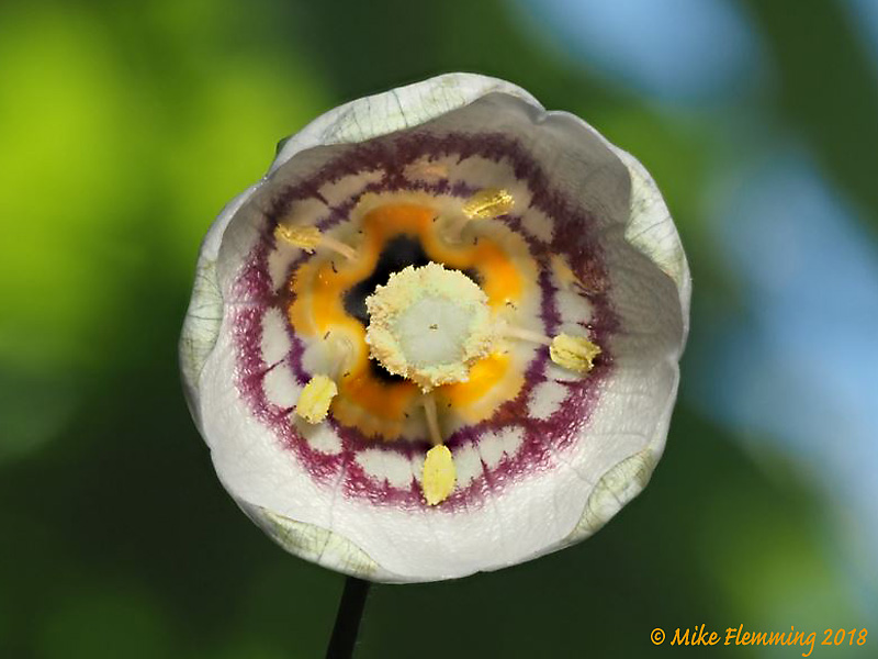 Codonopsis-clematidea_2018