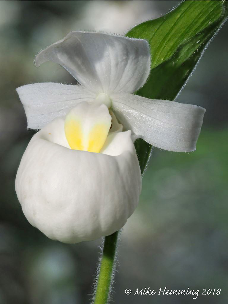 cypripedium-flavum_2018