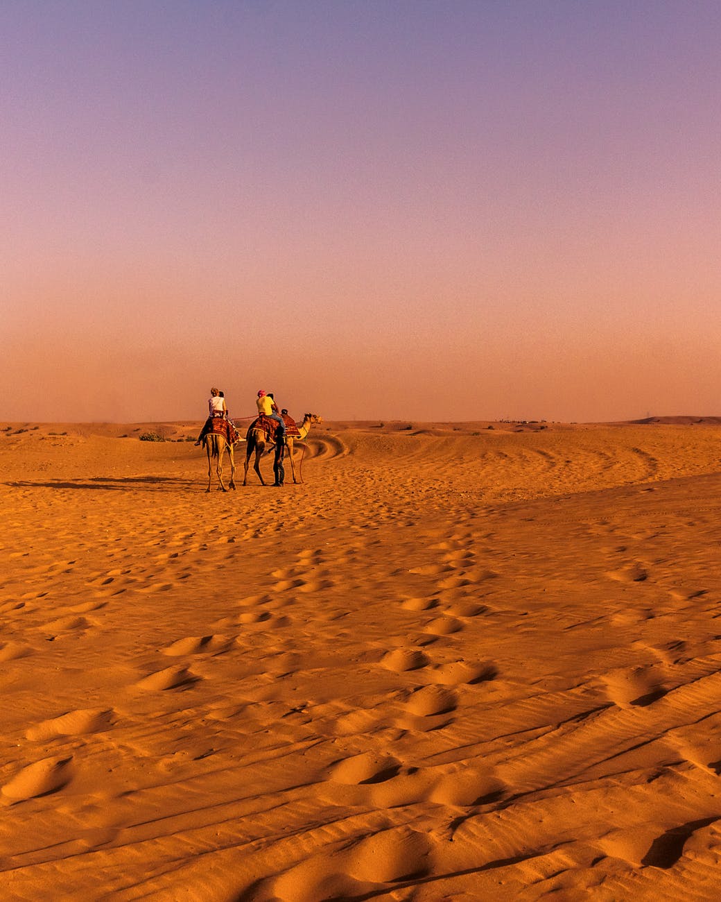 two brown camel on desert