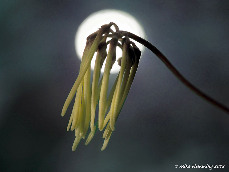 Bulbophyllum_makoyanum_1