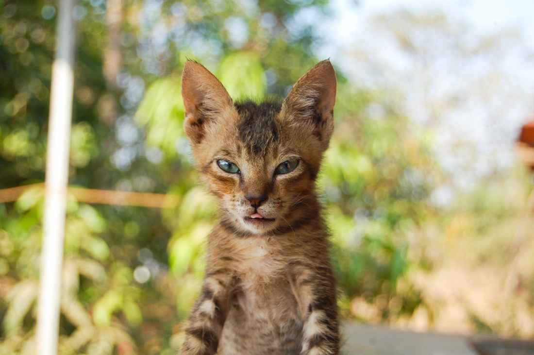 selective focus photography of tabby kitten
