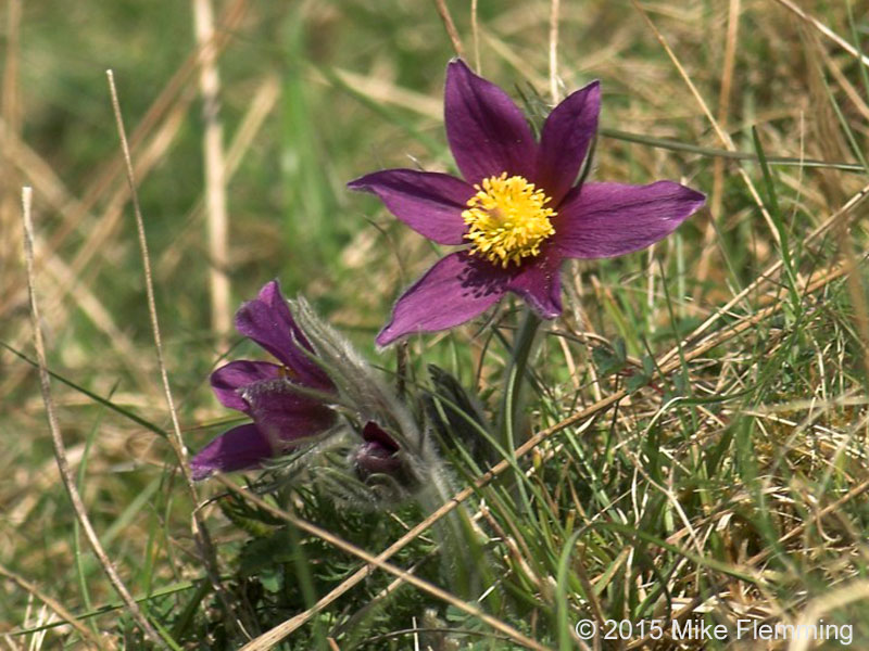 pasqueflower2